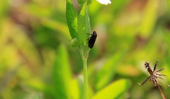 Prosapia bicincta