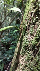 Hydrangea integrifolia
