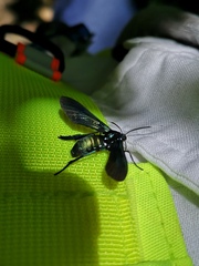 Macrocneme chrysitis