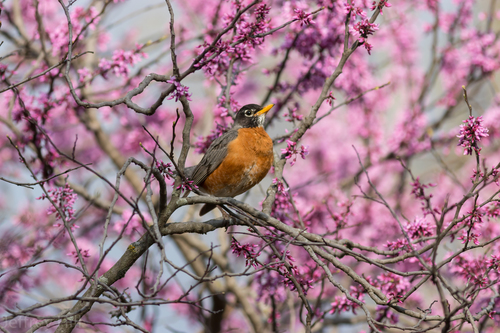 American Robin photographed in Nebraska