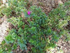 Rhododendron indicum