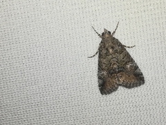 Eubolina impartialis