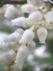 Pieris japonica