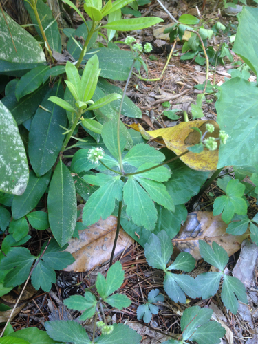 Sanicula smallii E.P.Bicknell