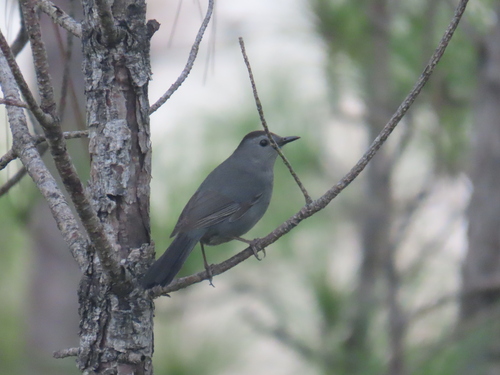 Gray Catbird photographed in Florida