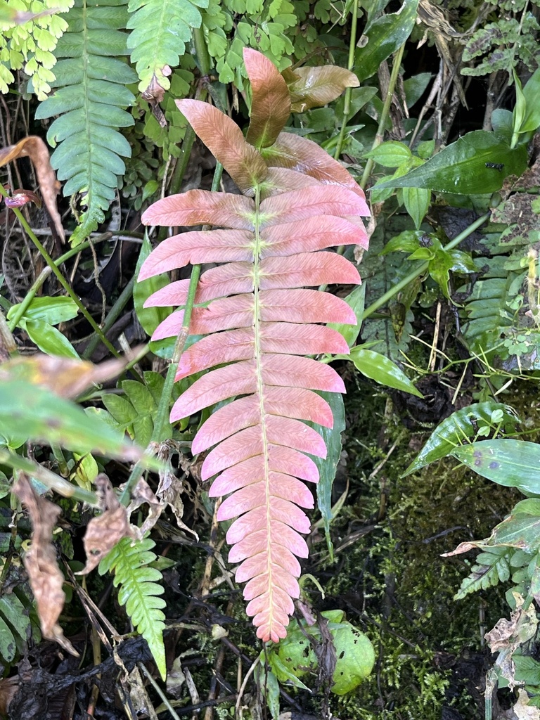 Hammock fern from Jamaica, Portland, Surrey County, JM on March 18 ...