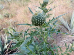 Cirsium engelmannii