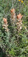 Castilleja lindheimeri
