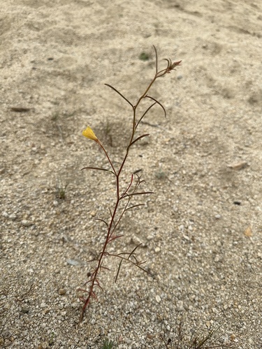 Image of Camissonia campestris by (c) Matt Berger, some rights reserved (CC BY)