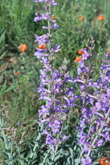 Penstemon fendleri