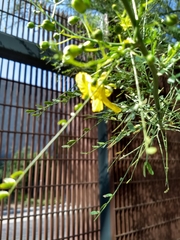 Parkinsonia