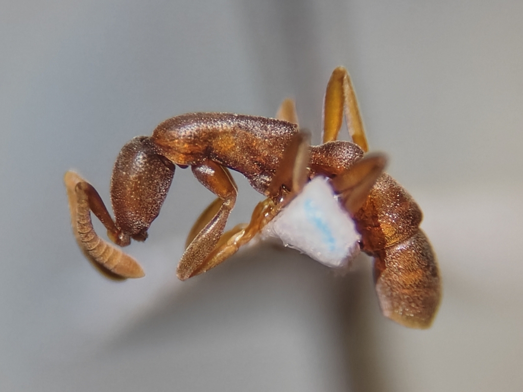 Probolomyrmex boliviensis