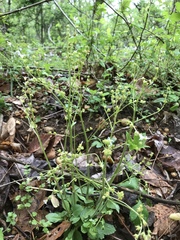 Micranthes virginiensis