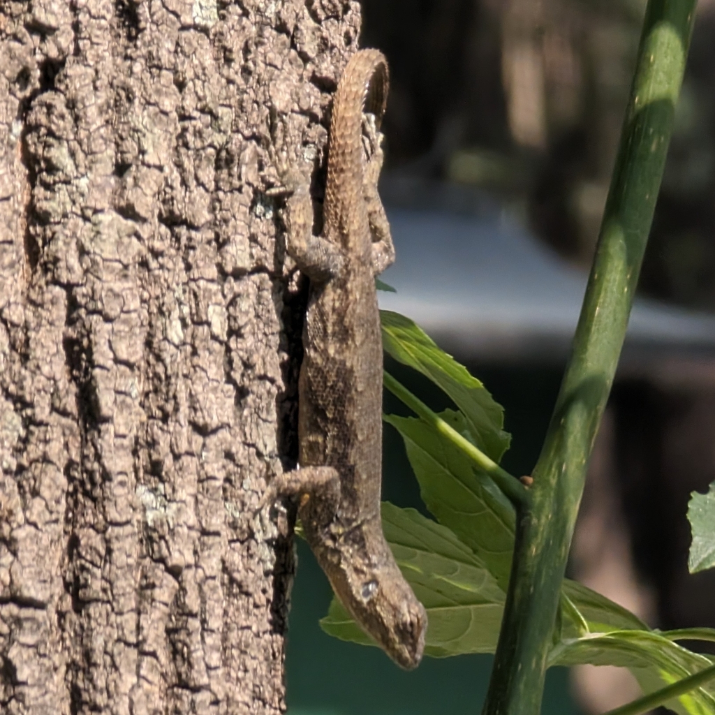 Palacios' Bunchgrass Lizard