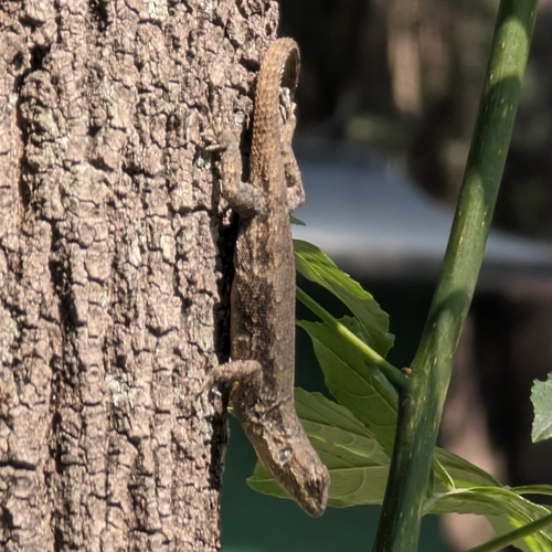 Palacios' Bunchgrass Lizard, Sceloporus palaciosi