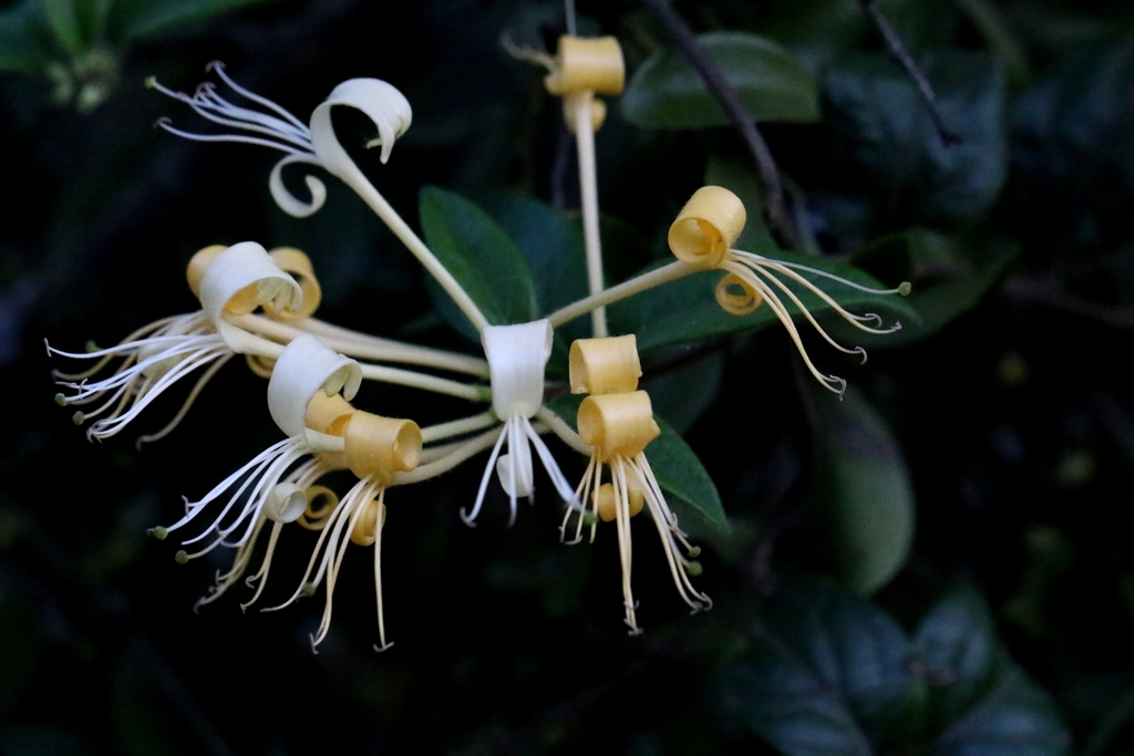 Lonicera macrantha; photograph author not stated, no rights reserved