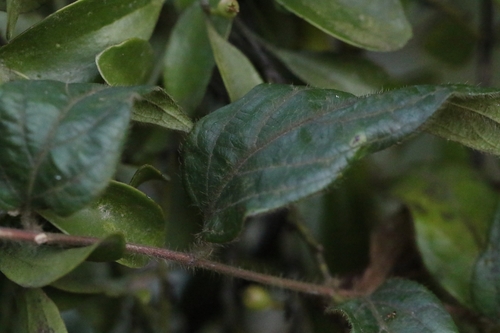 Lonicera macrantha, photograph 1