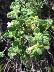 Clinopodium chandleri