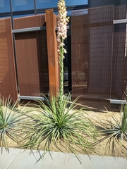 Yucca gloriosa