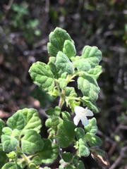 Clinopodium chandleri