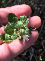 Clinopodium chandleri