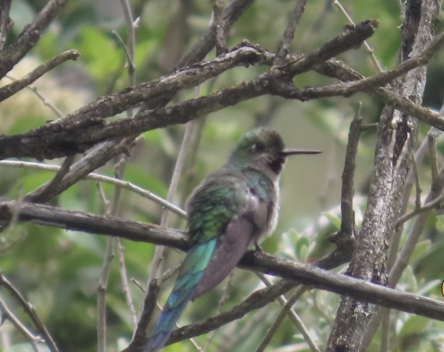 Grey-bellied Comet (Taphrolesbia griseiventris), photo 3
