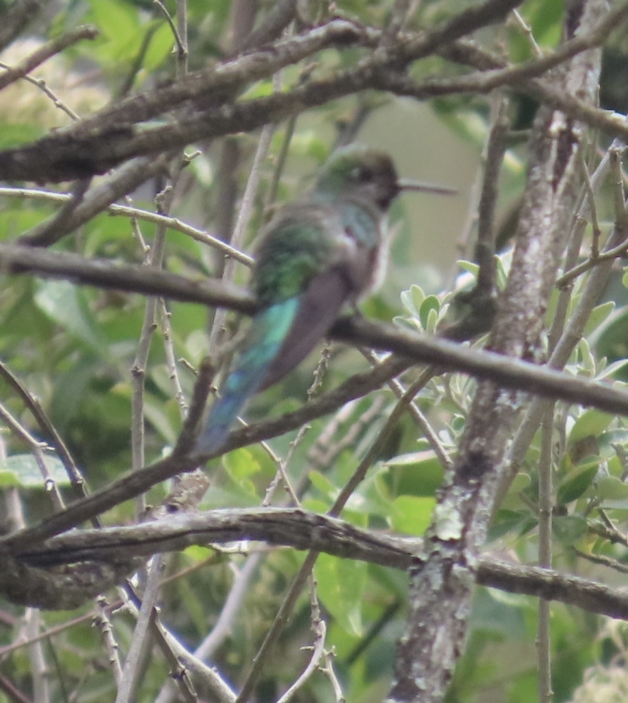 Grey-bellied Comet (Taphrolesbia griseiventris), photo 4
