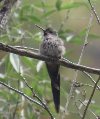 Grey-bellied Comet (Taphrolesbia griseiventris), photo 6