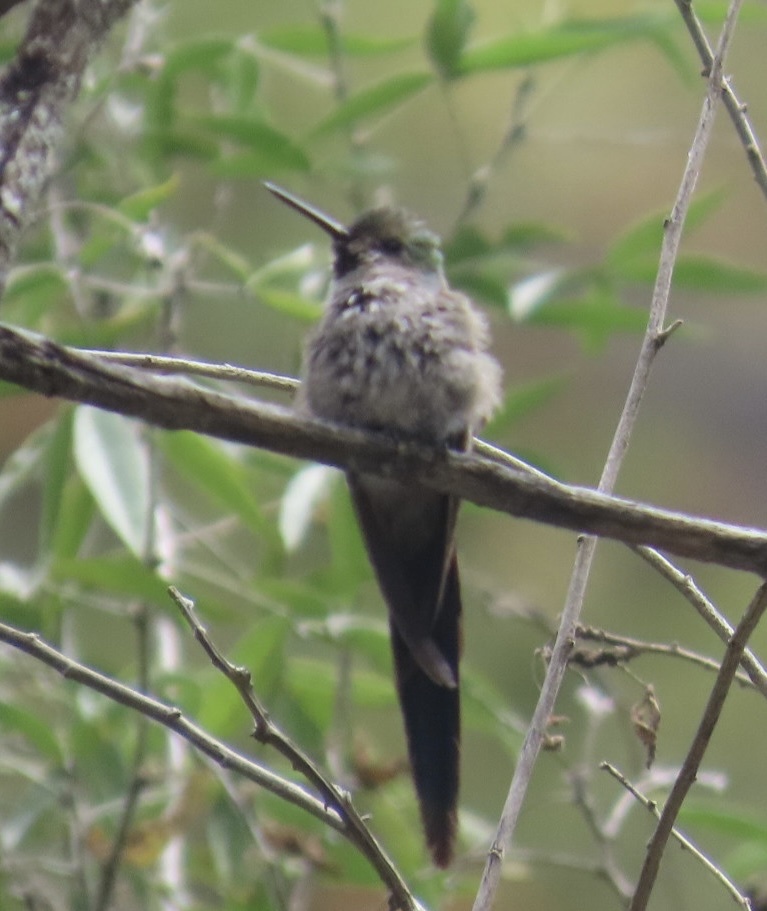 Grey-bellied Comet (Taphrolesbia griseiventris), photo 5