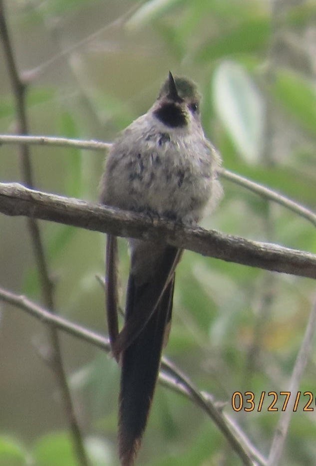 Grey-bellied Comet (Taphrolesbia griseiventris), photo 6