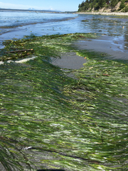 Zostera