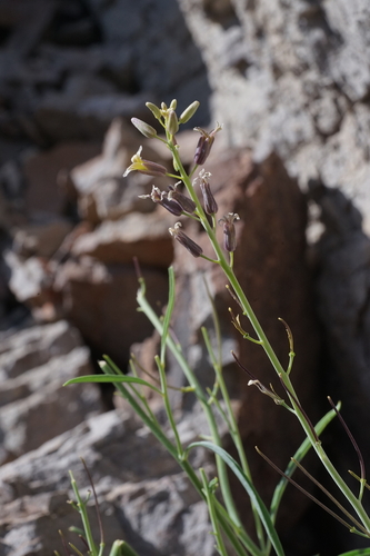 Black Rock wild cabbage (Caulanthus barnebyi)