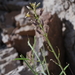 Black Rock Wild Cabbage - Photo (c) Matt Reala, some rights reserved (CC BY-NC), uploaded by Matt Reala