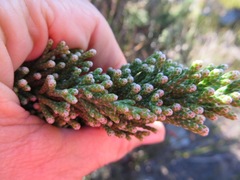 Brunia microphylla