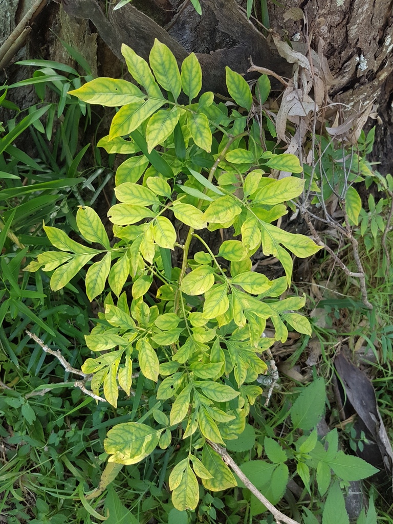 Brazilian Nightshade in April 2018 by PeterCopping · iNaturalist