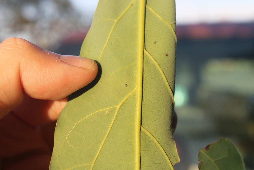 Red Banded Whitefly