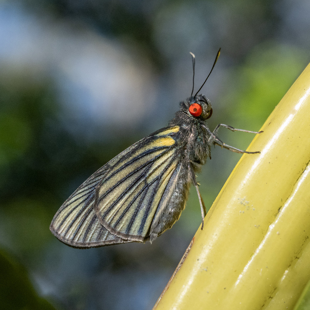 Synale cynaxa