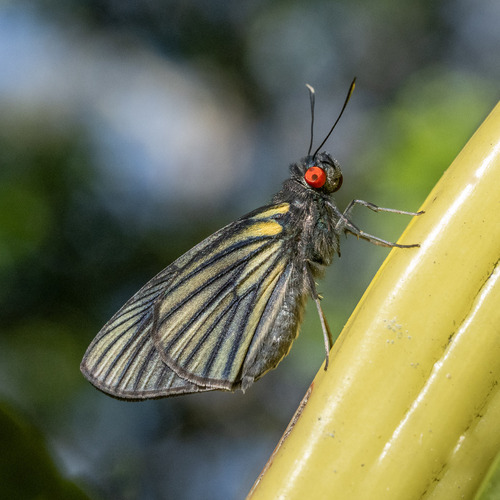 Synale cynaxa