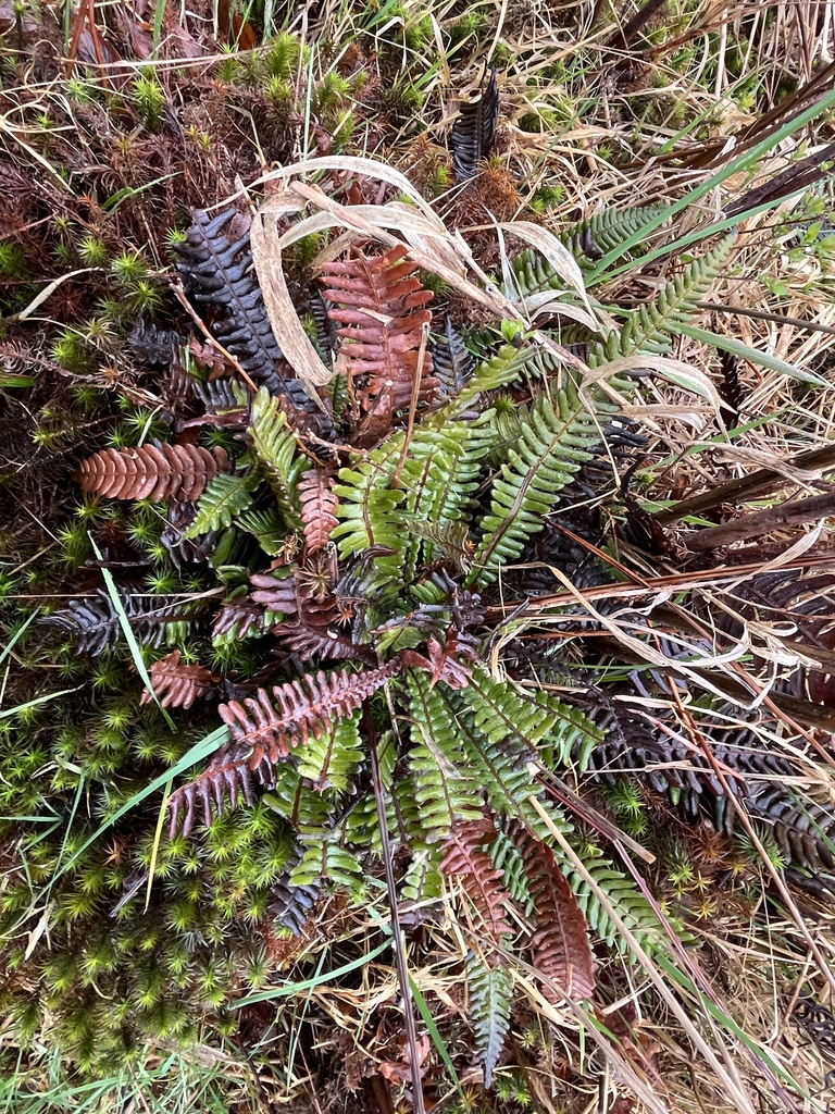 deer fern from Russell Rd, Lake Stevens, WA, US on March 27, 2024 at 01 ...