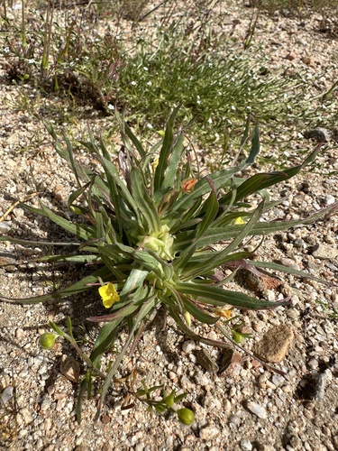 Image of Tetrapteron palmeri by (c) Matt Berger, some rights reserved (CC BY)