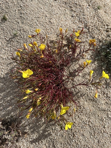Image of Camissonia campestris by (c) Matt Berger, some rights reserved (CC BY)