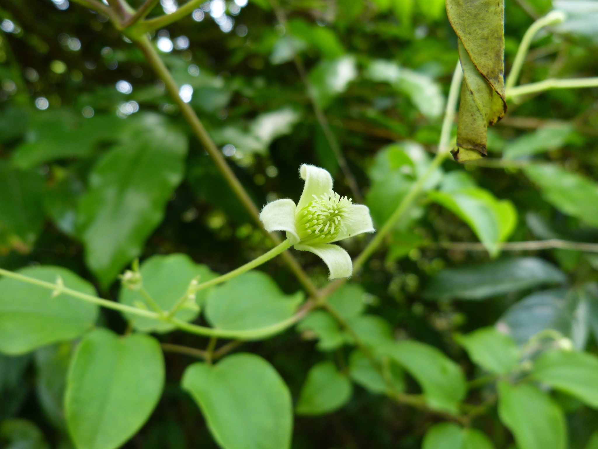 Clematis guadeloupae