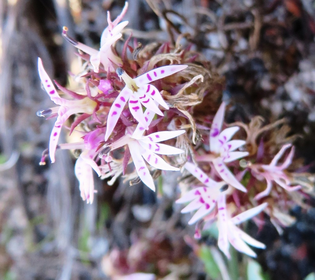 Spider Lobelia