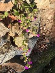 Mirabilis laevis