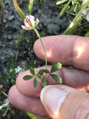 Trifolium bifidum