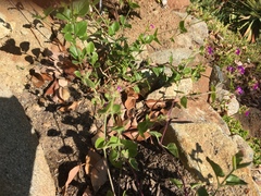 Mirabilis laevis