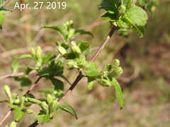 Weigela subsessilis