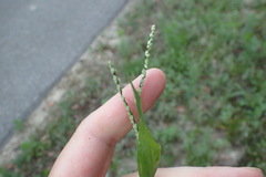 Paspalum langei