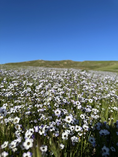 Gilia tricolor