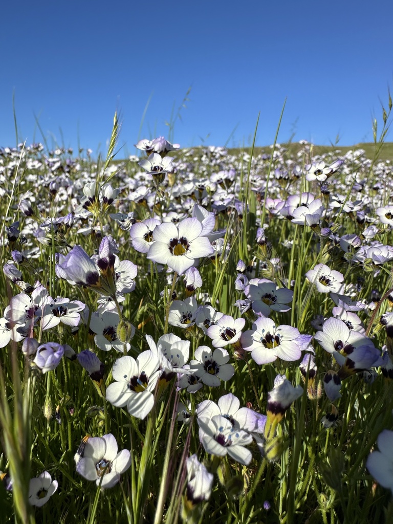 Gilia tricolor, Fresno, California, United States